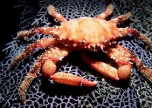 Crab on sea fan taken with 17mm & Nikonos V - night - Roatan by george perina 